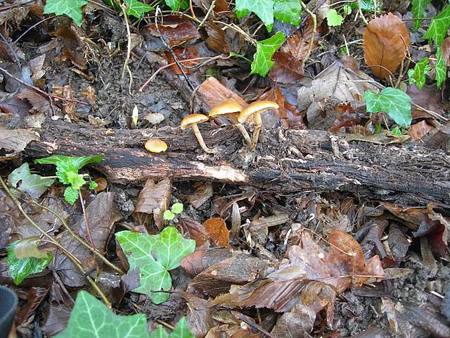 Alla ricerca della spugnola acuminata